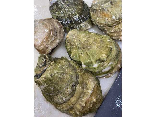 Rhode Island Wild Oyster - 25 count